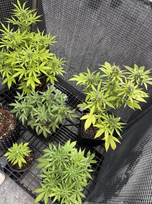 Mix auto - BSF y Dutch Passion. Week 10