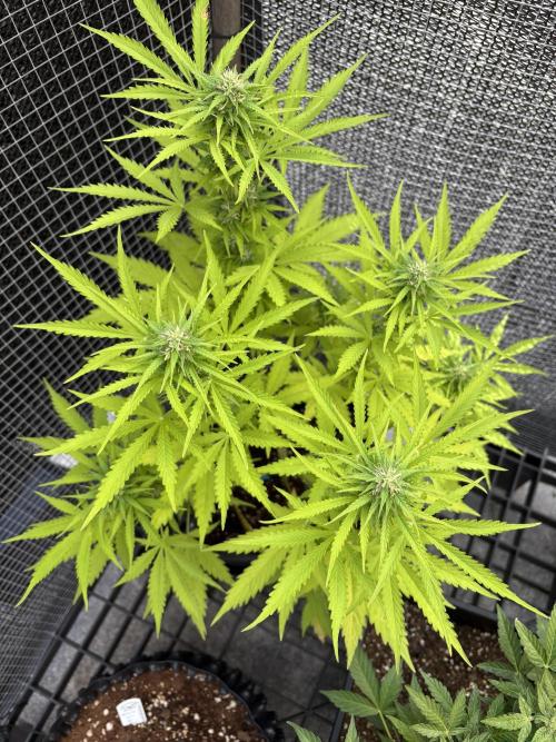 Mix auto - BSF y Dutch Passion. Week 10 - Moby