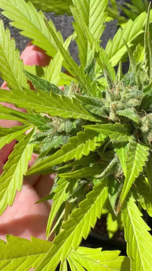 Mix auto - BSF y Dutch Passion