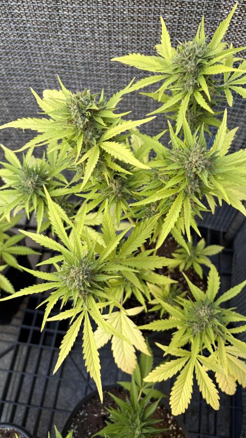 Mix auto - BSF y Dutch Passion. Week 11 - Think different 
Dutch passion