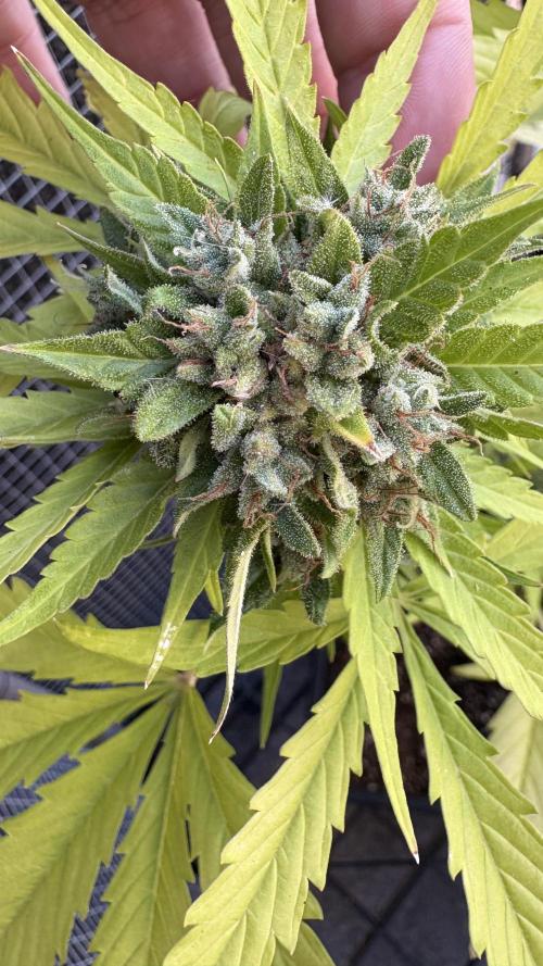 Mix auto - BSF y Dutch Passion. Week 11 - T.D