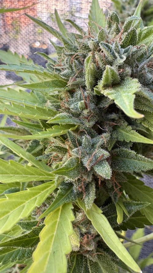 Mix auto - BSF y Dutch Passion. Week 11 - T.D