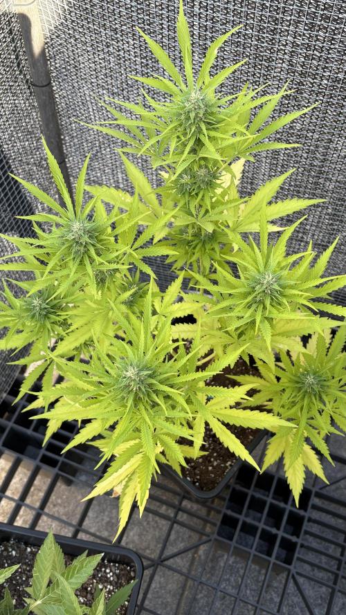 Mix auto - BSF y Dutch Passion. Week 11 - Moby bsf