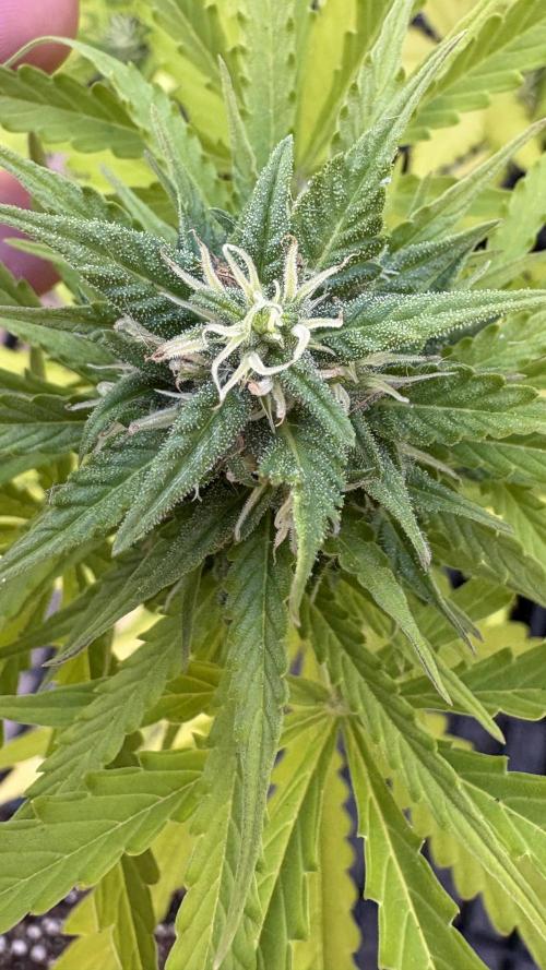 Mix auto - BSF y Dutch Passion. Week 11 - Moby