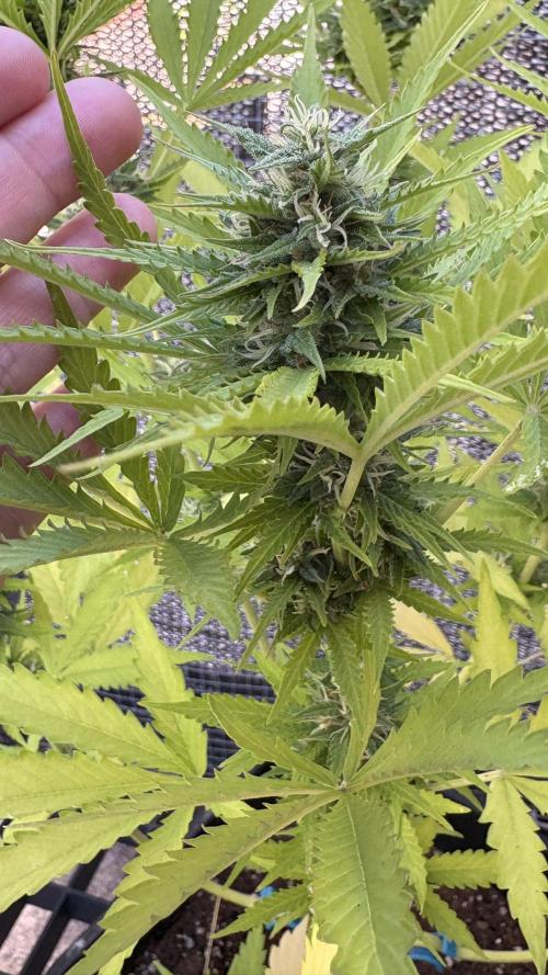 Mix auto - BSF y Dutch Passion. Week 11 - Moby