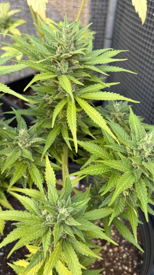 Mix auto - BSF y Dutch Passion. Week 11 - Critical +2 bsf