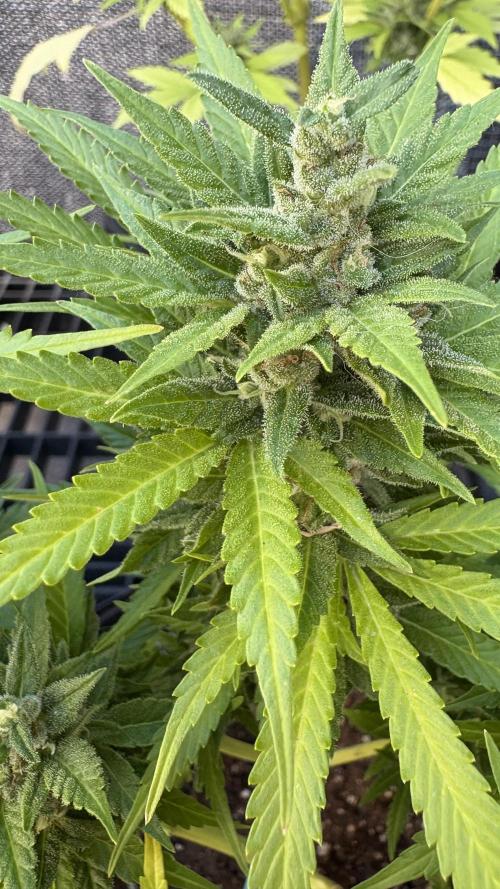 Mix auto - BSF y Dutch Passion. Week 11 - C+2