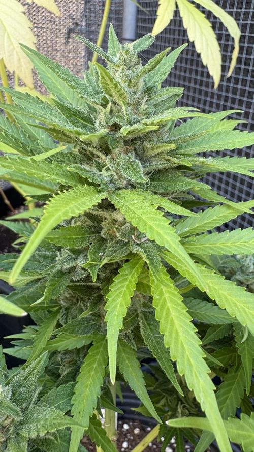 Mix auto - BSF y Dutch Passion. Week 11