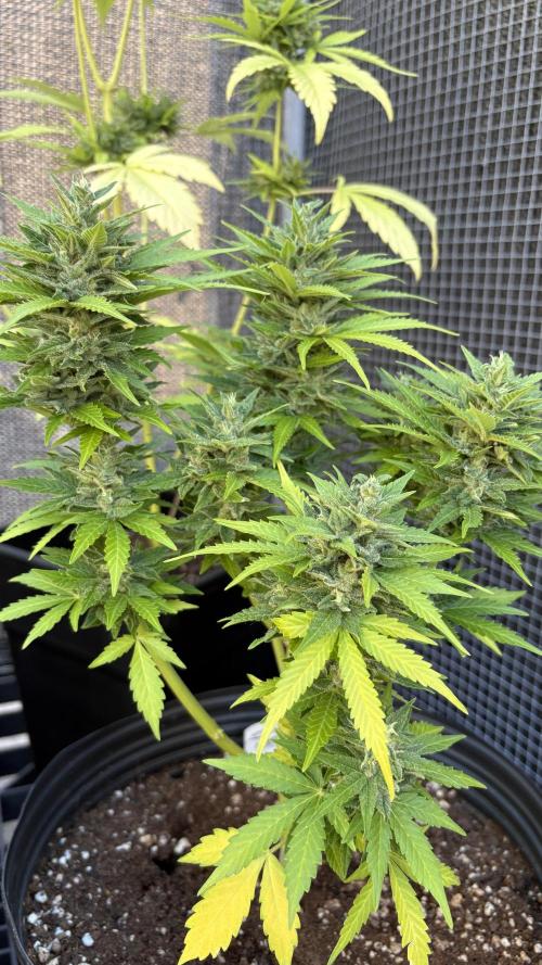 Mix auto - BSF y Dutch Passion. Week 11 - C+2