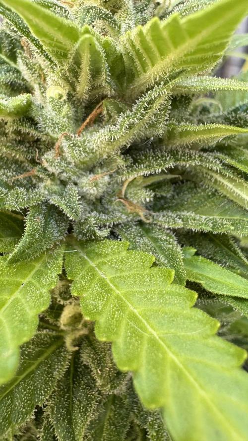 Mix auto - BSF y Dutch Passion. Week 11 - C+2