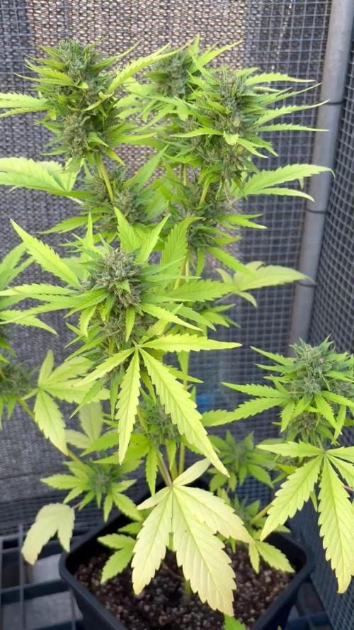 Mix auto - BSF y Dutch Passion