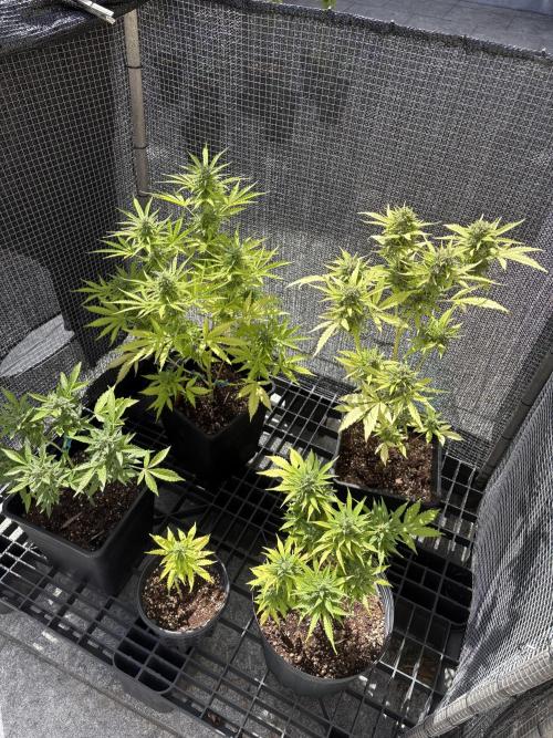 Mix auto - BSF y Dutch Passion. Week 12