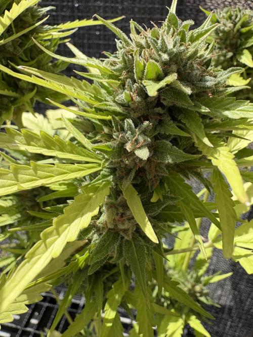 Mix auto - BSF y Dutch Passion. Week 12