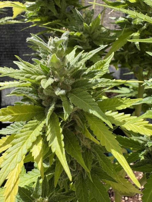 Mix auto - BSF y Dutch Passion. Week 12