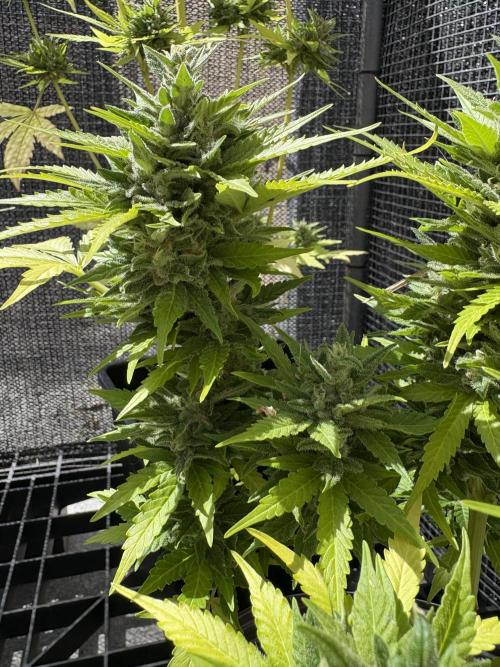 Mix auto - BSF y Dutch Passion. Week 12