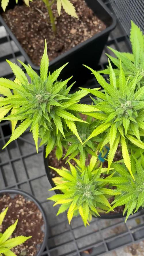 Mix auto - BSF y Dutch Passion