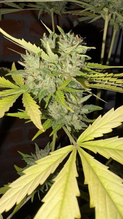 Mix auto - BSF y Dutch Passion. Week 12