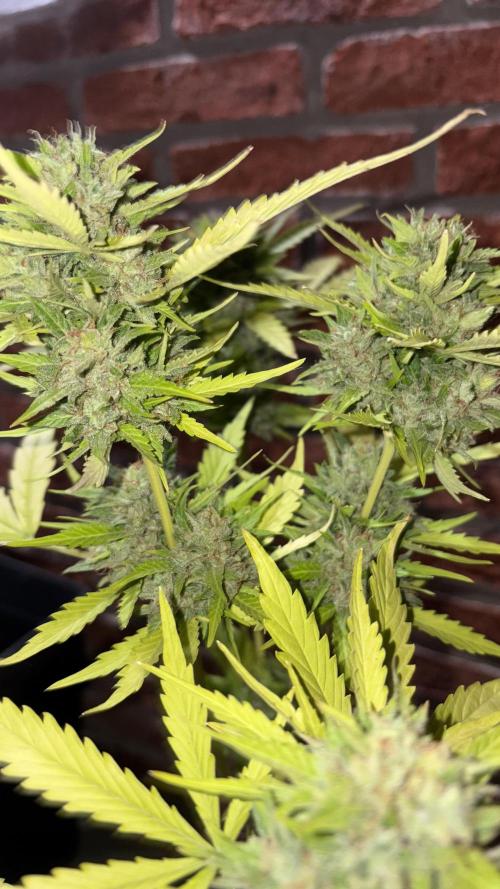 Mix auto - BSF y Dutch Passion. Week 12