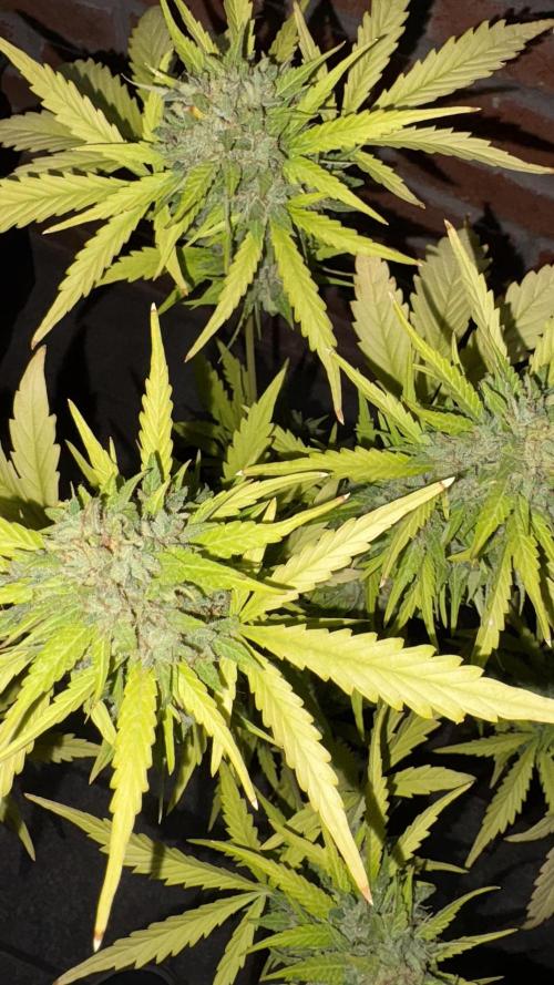 Mix auto - BSF y Dutch Passion. Week 12