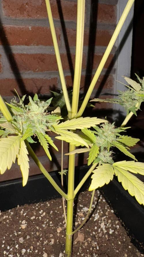 Mix auto - BSF y Dutch Passion. Week 12