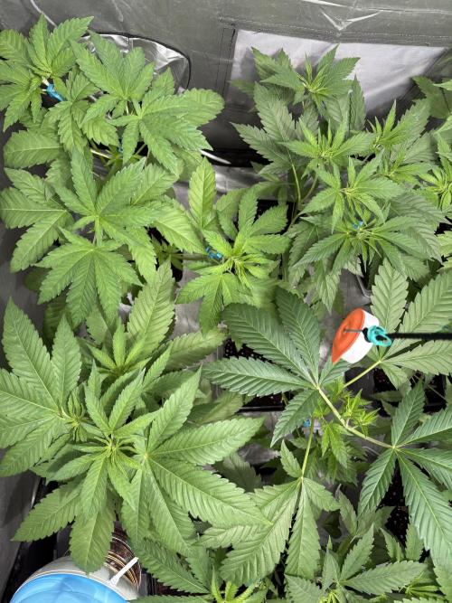 Oreoz Milkshake. Week 4