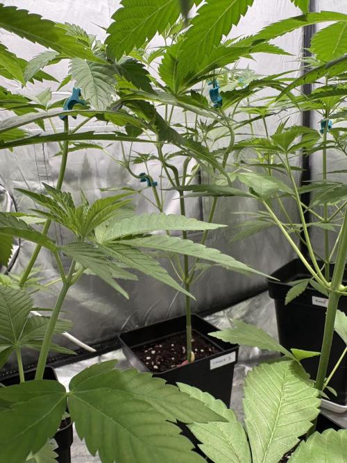 Oreoz Milkshake. Week 4