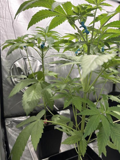 Oreoz Milkshake. Week 4