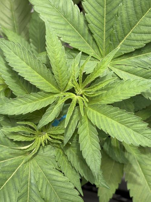 Oreoz Milkshake. Week 4