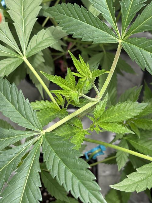 Oreoz Milkshake. Week 4