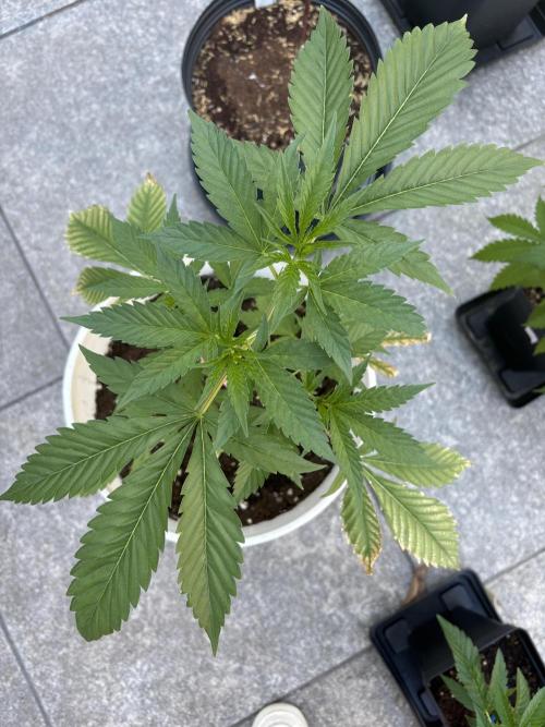 Bike Exterior. Week 7