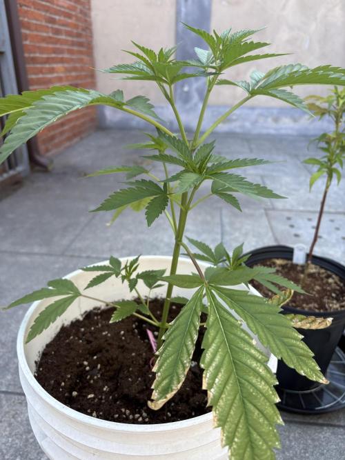 Bike Exterior. Week 7