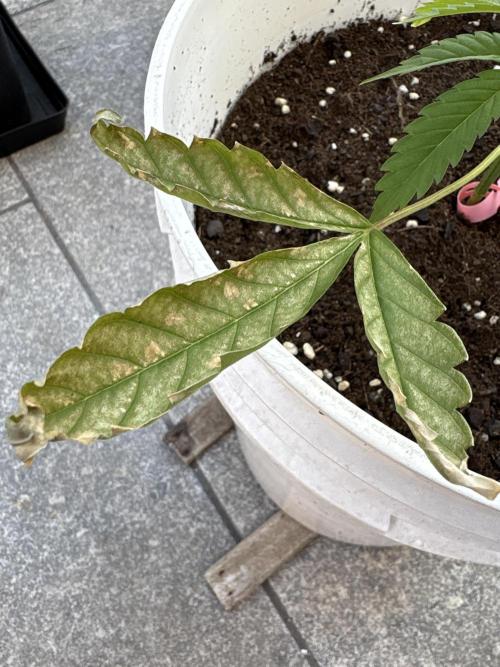 Bike Exterior. Week 7