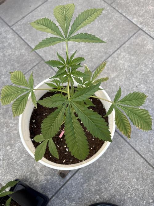 Bike Exterior. Week 7