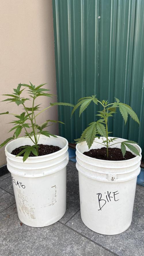 Bike Exterior. Week 7 - Dia de transplante