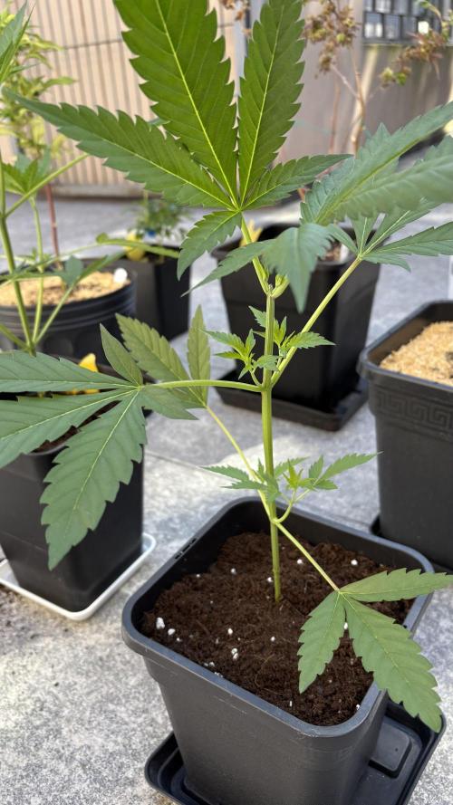 Bike Exterior. Week 7