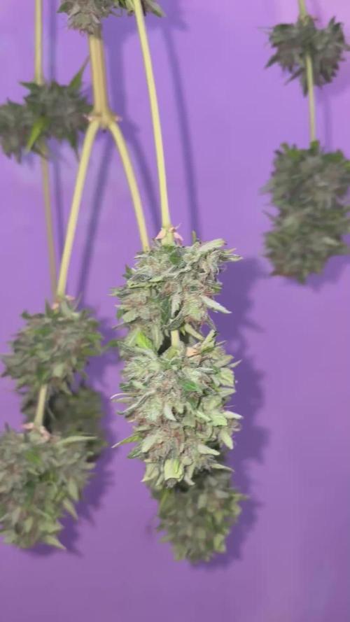 Mix auto - BSF y Dutch Passion