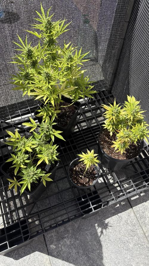 Mix auto - BSF y Dutch Passion. Week 13