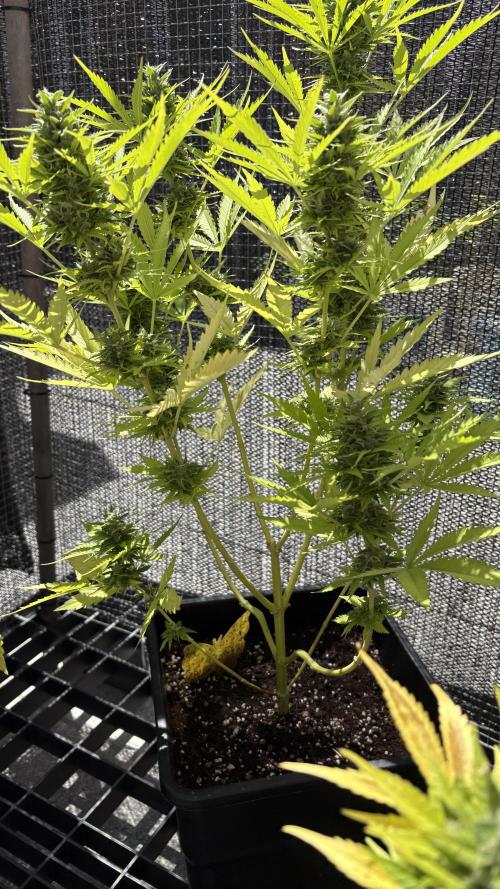 Mix auto - BSF y Dutch Passion. Week 13