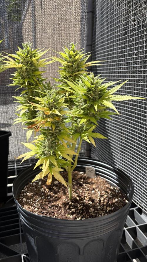 Mix auto - BSF y Dutch Passion. Week 13