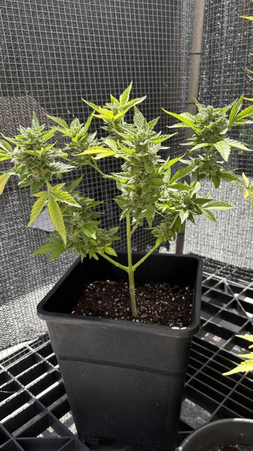 Mix auto - BSF y Dutch Passion. Week 13