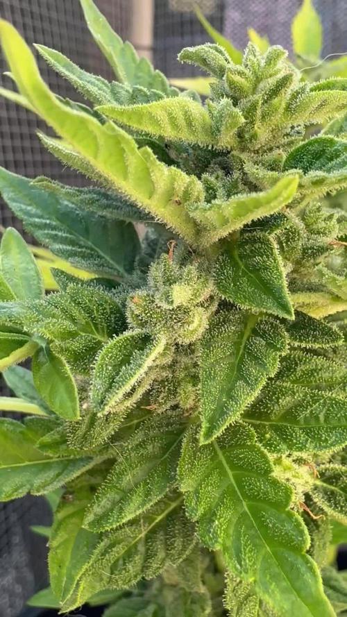 Mix auto - BSF y Dutch Passion