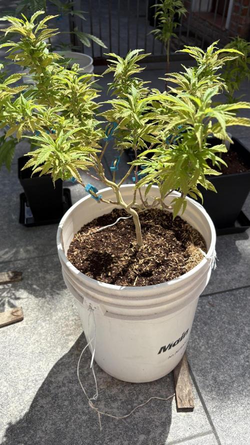 Liberty Haze Exterior. Week 13