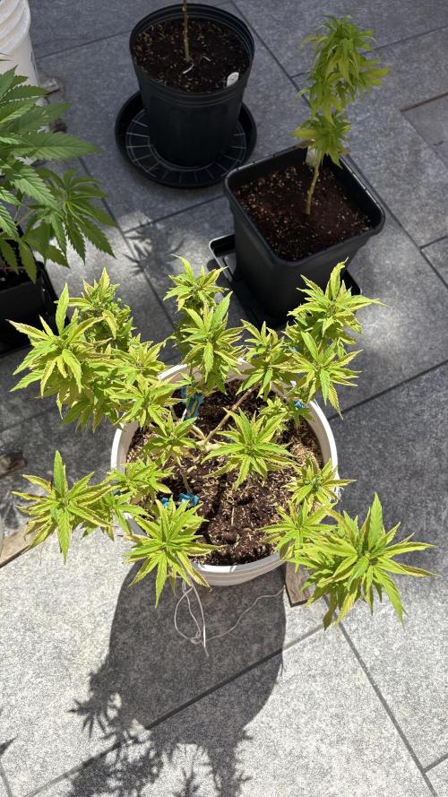 Liberty Haze Exterior. Week 13