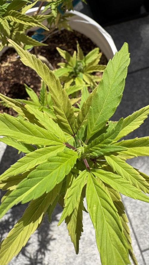 Liberty Haze Exterior. Week 13