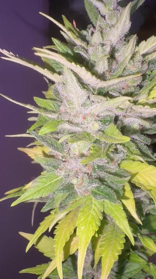 Mix auto - BSF y Dutch Passion