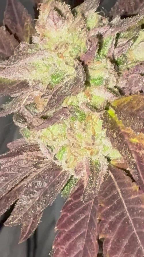 Mix auto - BSF y Dutch Passion