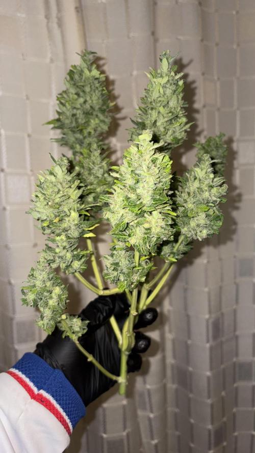 Mix auto - BSF y Dutch Passion. Week 14