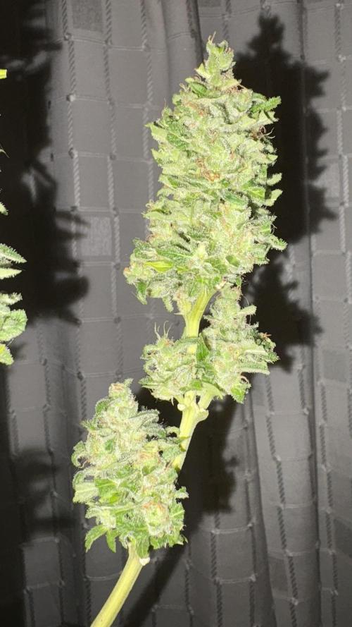 Mix auto - BSF y Dutch Passion. Week 14