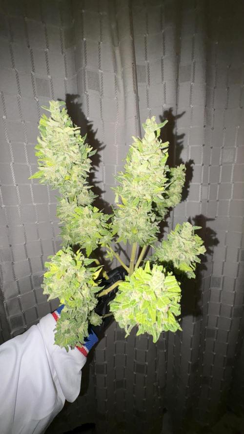 Mix auto - BSF y Dutch Passion. Week 14