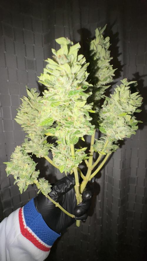 Mix auto - BSF y Dutch Passion. Week 14